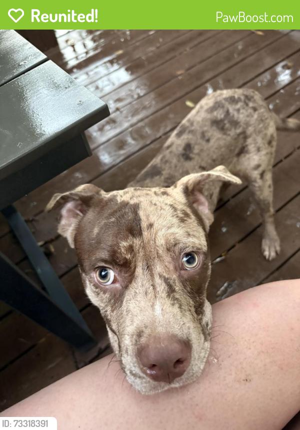 Reunited Male Dog last seen Harrill St and Grace St, Charlotte, NC 28205