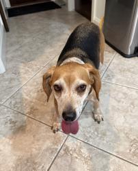 Reunited Male Dog last seen Deer Creek and McArthur, Edmond, OK 73013