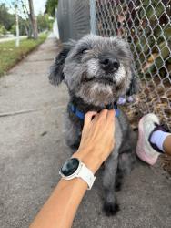 Reunited Male Dog last seen Found on nw 2nd ave and 123 street, North Miami, FL 33168