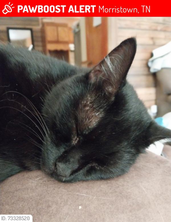 Lost Female Cat last seen Cumberland Heights neighborhood between South Cumberland Street and Joe Hall Road, Overlook Drive, Morristown, TN 37813