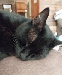 Lost Female Cat last seen Cumberland Heights neighborhood between South Cumberland Street and Joe Hall Road, Overlook Drive, Morristown, TN 37813