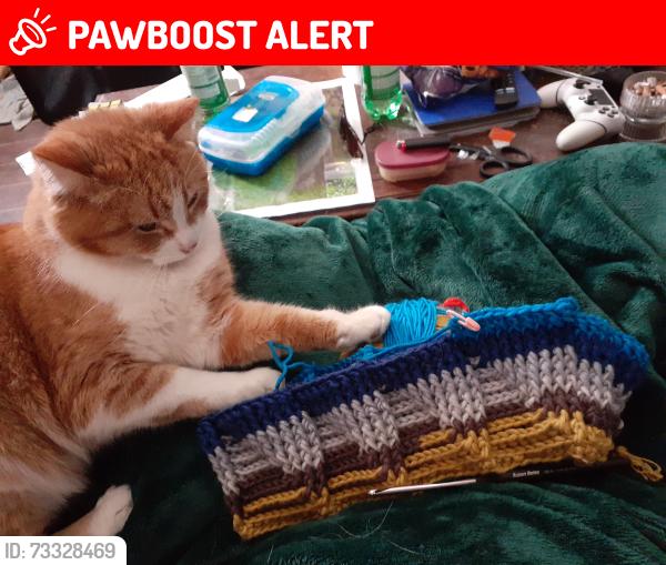 Lost Female Cat last seen coursey line and mount carmel road, Lucan Biddulph, ON N0M 1K0