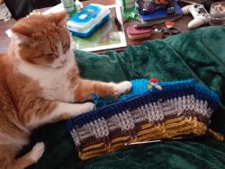 Lost Female Cat last seen coursey line and mount carmel road, Lucan Biddulph, ON N0M 1K0