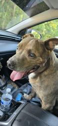 Reunited Male Dog last seen Ace hardware and 92, Dallas, GA 30132
