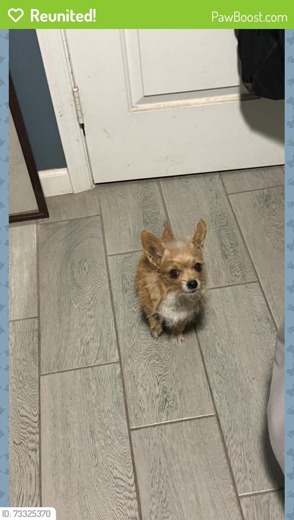 Reunited Female Dog last seen Near N 39th Ave Phoenix, AZ 85019 United States, Phoenix, AZ 85019