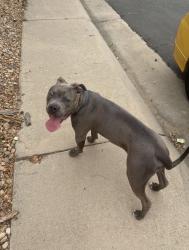 Found/Stray Male Dog last seen 45th and jebel, Denver, CO 80249