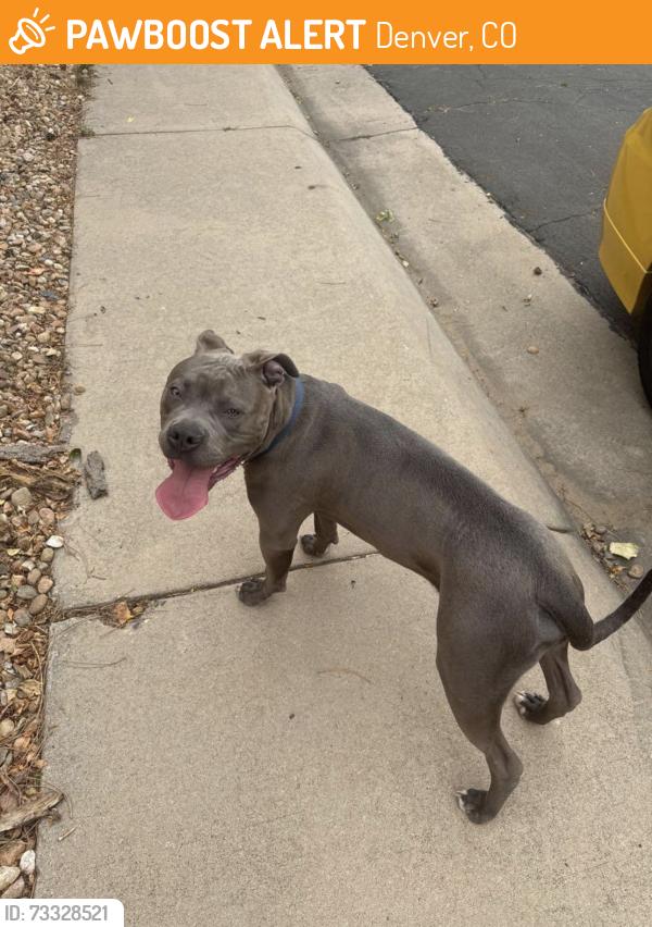 Found/Stray Male Dog last seen 45th and jebel, Denver, CO 80249