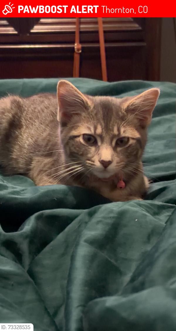Lost Female Cat last seen 93rd & Eppinger, Thornton, CO 80229