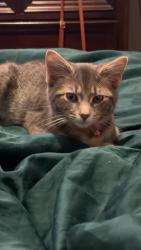 Lost Female Cat last seen 93rd & Eppinger, Thornton, CO 80229