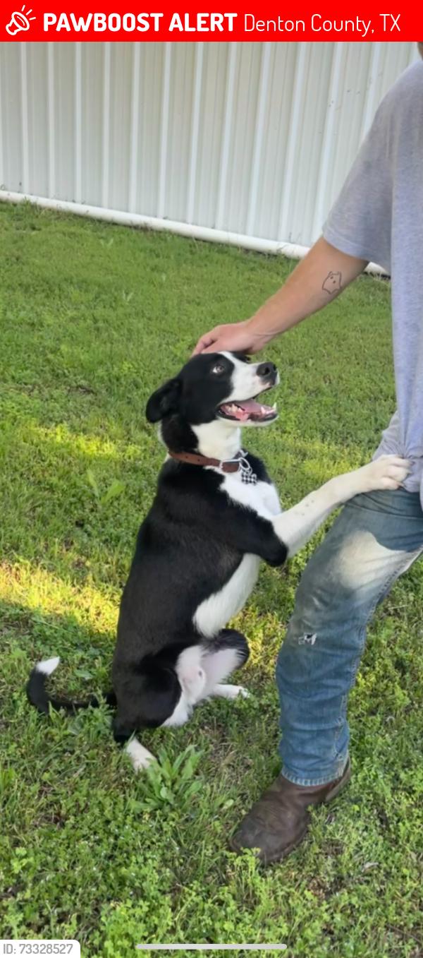 Lost Male Dog last seen Apollo shelter, Denton County, TX 76247