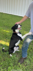 Lost Male Dog last seen Apollo shelter, Denton County, TX 76247