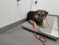 Shelter Stray Male Dog last seen RAY RD AND POWER RD, 1920 S Lewis, Mesa, AZ 85210, USA