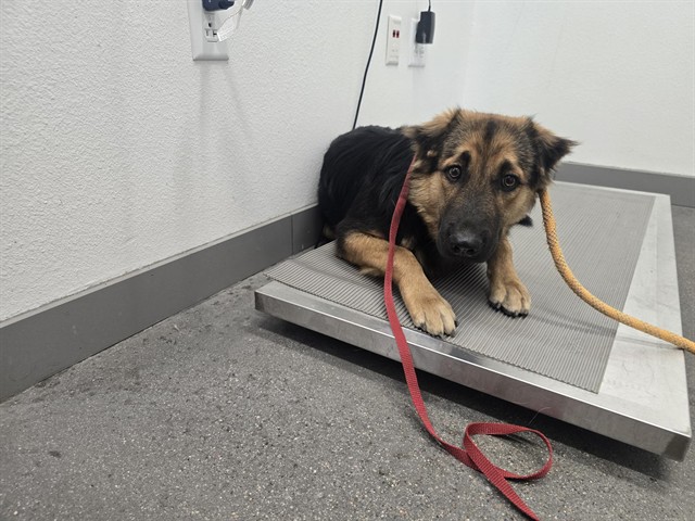 Shelter Stray Male Dog last seen RAY RD AND POWER RD, 1920 S Lewis, Mesa, AZ 85210, USA