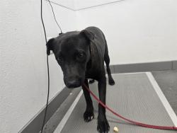 Shelter Stray Male Dog last seen RAY RD AND POWER RD, 1920 S Lewis, Mesa, AZ 85210, USA