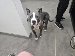 Shelter Stray Male Dog last seen YUMA RD AND ESTRELLA PKWY, 1920 S Lewis, Mesa, AZ 85210, USA