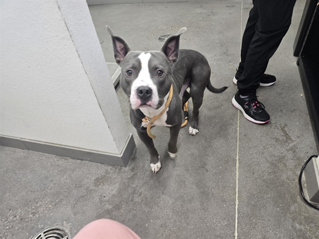 Shelter Stray Male Dog last seen YUMA RD AND ESTRELLA PKWY, 1920 S Lewis, Mesa, AZ 85210, USA