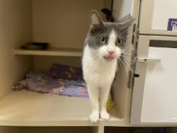 Shelter Stray Female Cat last seen Near BLOCK W BAYAUD AVE, DENVER CO 80223, 1241 W Bayaud Ave, Denver, CO 80223, USA