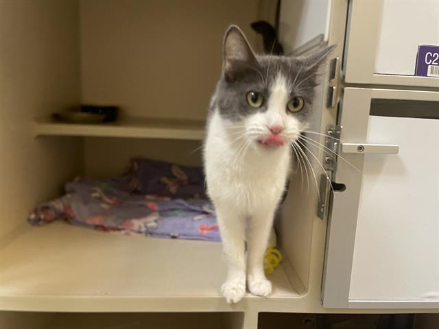 Shelter Stray Female Cat last seen Near BLOCK W BAYAUD AVE, DENVER CO 80223, 1241 W Bayaud Ave, Denver, CO 80223, USA