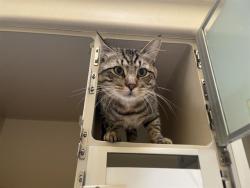 Shelter Stray Male Cat last seen Near BLOCK S LOWELL BLVD, DENVER CO 80219, 1241 W Bayaud Ave, Denver, CO 80223, USA
