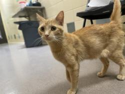 Shelter Stray Female Cat last seen Near BLOCK W BAYAUD AVE, DENVER CO 80223, 1241 W Bayaud Ave, Denver, CO 80223, USA
