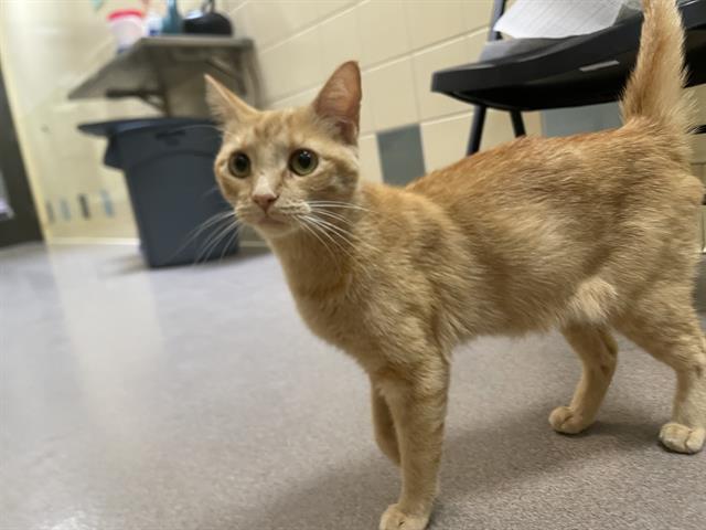Shelter Stray Female Cat last seen Near BLOCK W BAYAUD AVE, DENVER CO 80223, 1241 W Bayaud Ave, Denver, CO 80223, USA