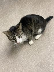 Shelter Stray Male Cat last seen HILLCREST, 1601 Airport Rd, Shelby, NC 28150, USA