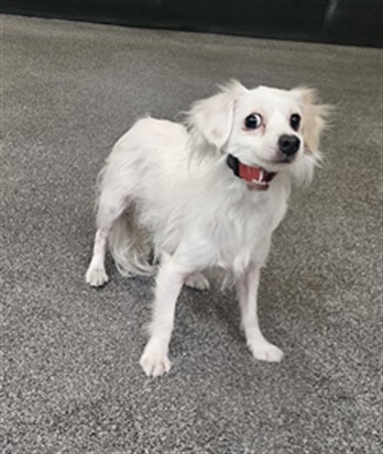 Shelter Stray Male Dog last seen , 3201 Lacy St, Los Angeles, CA 90031, USA