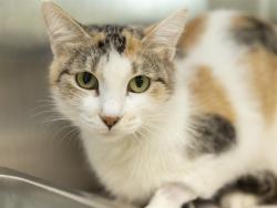 Shelter Stray Female Cat last seen 19TH AVE AND BELL, 5501 E Van Buren St, Phoenix, AZ 85008, USA