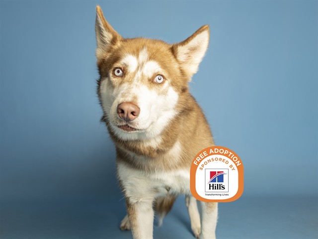Shelter Stray Female Dog last seen N 129TH AVE/CAMELBACK RD, 5501 E Van Buren St, Phoenix, AZ 85008, USA