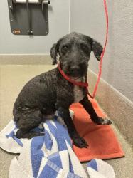 Shelter Stray Male Dog last seen Near BLOCK MAVERICK ST, LAS VEGAS NV 89108, 655 N Mojave Rd, Las Vegas, NV 89101, USA