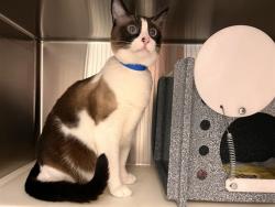 Shelter Stray Male Cat last seen Near BLOCK CALLE ENTRADA, FOUNTAIN CO 80817, 610 Abbot Ln, Colorado Springs, CO 80905, USA