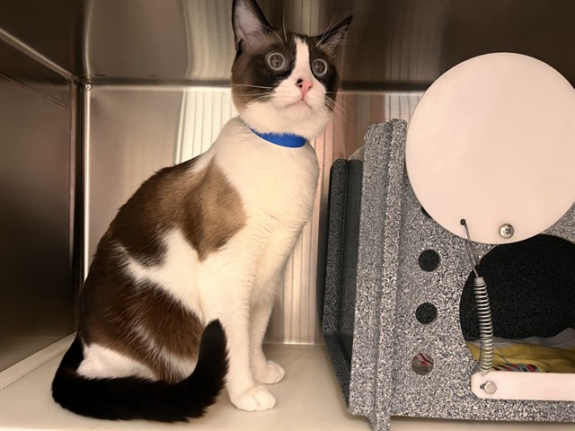 Shelter Stray Male Cat last seen Near BLOCK CALLE ENTRADA, FOUNTAIN CO 80817, 610 Abbot Ln, Colorado Springs, CO 80905, USA