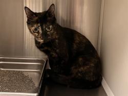Shelter Stray Female Cat last seen Near BLOCK RUSKIN DR, COLORADO SPRINGS CO 80910, 610 Abbot Ln, Colorado Springs, CO 80905, USA