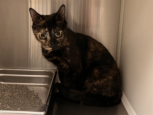 Shelter Stray Female Cat last seen Near BLOCK RUSKIN DR, COLORADO SPRINGS CO 80910, 610 Abbot Ln, Colorado Springs, CO 80905, USA