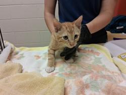 Shelter Stray Male Cat last seen Near BLOCK RUSKIN DR, COLORADO SPRINGS CO 80910, 610 Abbot Ln, Colorado Springs, CO 80905, USA