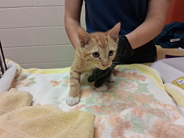 Shelter Stray Male Cat last seen Near BLOCK RUSKIN DR, COLORADO SPRINGS CO 80910, 610 Abbot Ln, Colorado Springs, CO 80905, USA