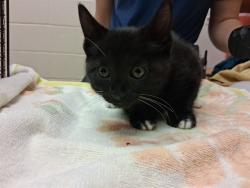 Shelter Stray Female Cat last seen Near BLOCK RUSKIN DR, COLORADO SPRINGS CO 80910, 610 Abbot Ln, Colorado Springs, CO 80905, USA