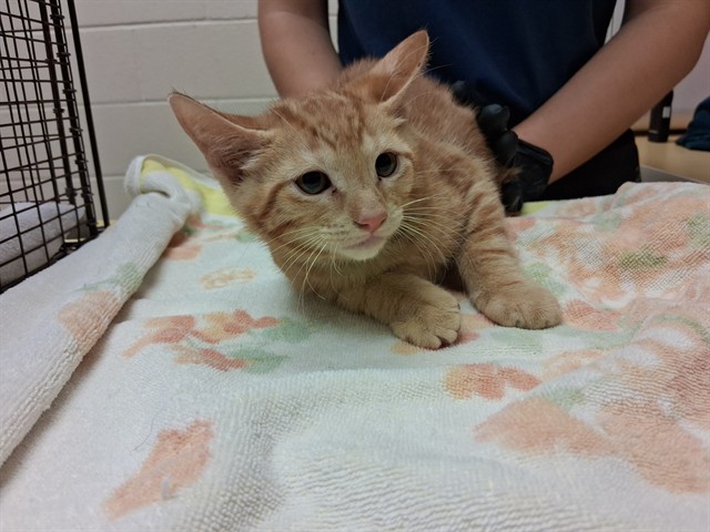 Shelter Stray Male Cat last seen Near BLOCK RUSKIN DR, COLORADO SPRINGS CO 80910, 610 Abbot Ln, Colorado Springs, CO 80905, USA