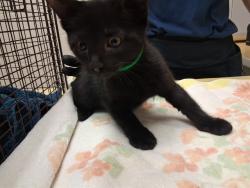 Shelter Stray Male Cat last seen Near BLOCK RUSKIN DR, COLORADO SPRINGS CO 80910, 610 Abbot Ln, Colorado Springs, CO 80905, USA