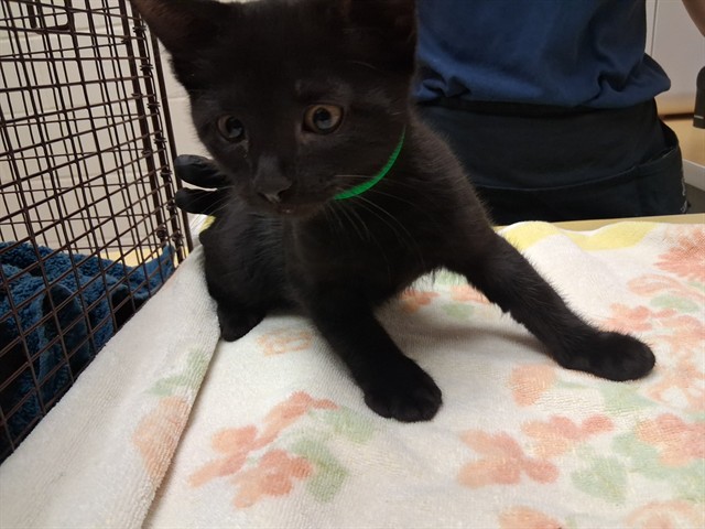 Shelter Stray Male Cat last seen Near BLOCK RUSKIN DR, COLORADO SPRINGS CO 80910, 610 Abbot Ln, Colorado Springs, CO 80905, USA