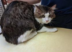 Shelter Stray Male Cat last seen Near BLOCK DAREDEVIL DR, COLORADO SPRINGS CO 80911, 610 Abbot Ln, Colorado Springs, CO 80905, USA