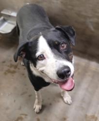 Shelter Stray Male Dog last seen , 14409 Vanowen St, Van Nuys, CA 91405, USA