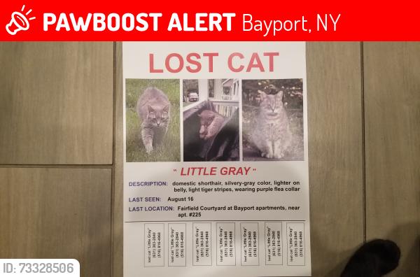 Lost Male Cat last seen Montauk hwy & Gillett Ave, Bayport, NY 11705
