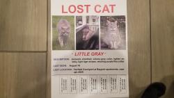 Lost Male Cat last seen Montauk hwy & Gillett Ave, Bayport, NY 11705