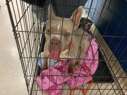 Shelter Stray Female Dog last seen PARKWAY DR, 10521 Baur Blvd, Olivette, MO 63132, USA
