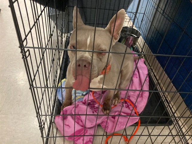 Shelter Stray Female Dog last seen PARKWAY DR, 10521 Baur Blvd, Olivette, MO 63132, USA
