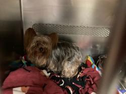 Shelter Stray Female Dog last seen PARKWAY DR, 10521 Baur Blvd, Olivette, MO 63132, USA