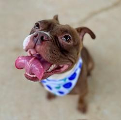 Shelter Stray Female Dog last seen CHARLOTTE, 8315 Byrum Dr, Charlotte, NC 28217, USA