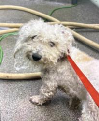 Shelter Stray Male Dog last seen Near BLOCK US 231, 4950 SW Triana Blvd, Huntsville, AL 35805, USA