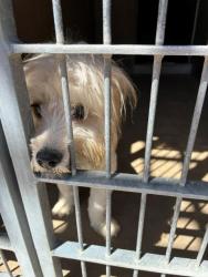 Shelter Stray Female Dog last seen , 130 Beyer Way, Chula Vista, CA 91911, USA